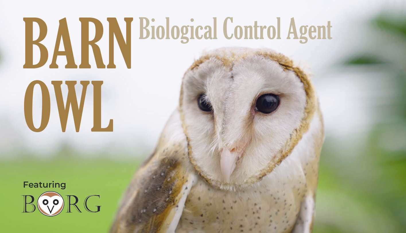 Home Barn Owl Research Group
